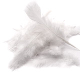 White Feathers