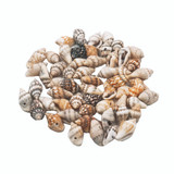 20g. Shell Bead, 13mm