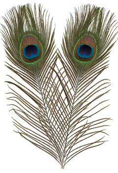 EF-018 Peacock Feather