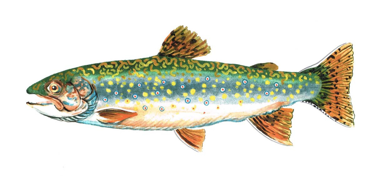 Brook Trout Print - Moosehead Marketplace