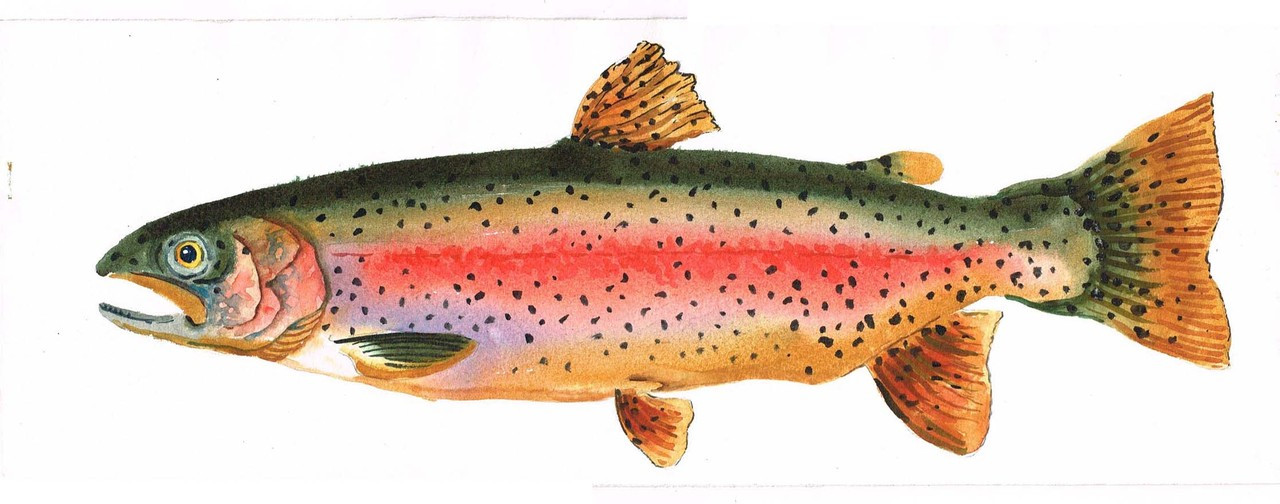 Rainbow Trout Print - Moosehead Marketplace