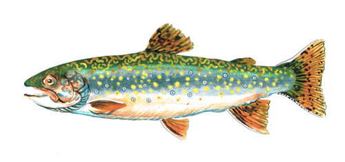 Brook ブルック　Cutthroat Trout Sweat L Brook Trout – Sunfish Fish Farms