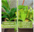 NorbTROPIC 9W A19 Forest-Filtered Green Tropical Plant Grow Light Bulb (1-Pack)