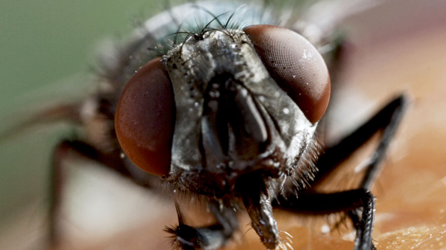 Flies close up