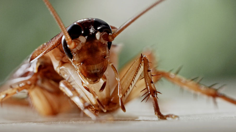 Cockroaches close up