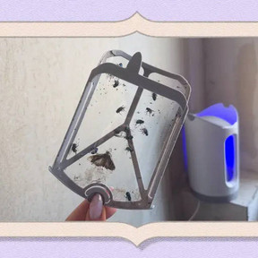Read article at the New York Times 'A Swarm of Flies Took Over My Garage. Here's How I Took It Back From Them.'