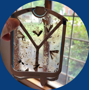 Used Zevo Trap Insert with large and small trapped flying insects.