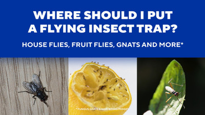 Fruit Flies & Fungus Gnats? Where to Place Your Zevo Trap
