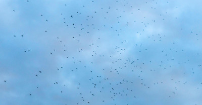 What's Up With the Huge Midge Swarms Around Lake Erie?