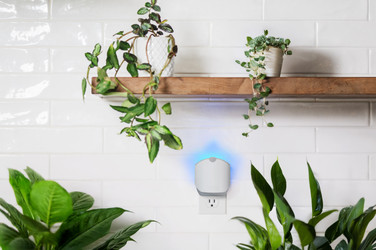 How does Zevo help get rid of fungus gnats?