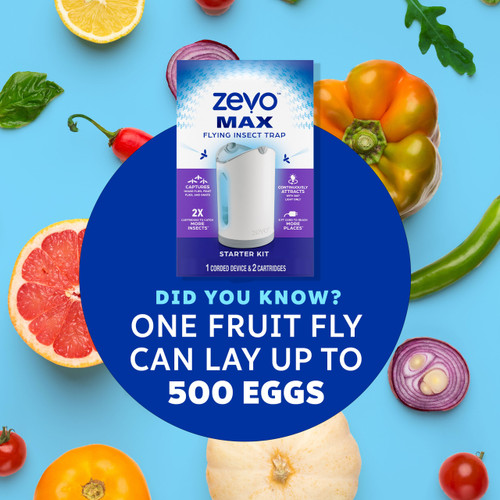 Did you know? One fruit fly can lay up to 500 eggs
