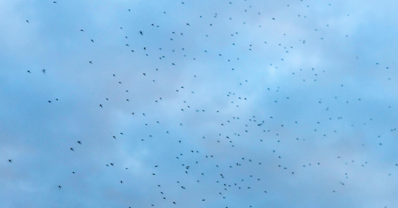 What's Up With the Huge Midge Swarms Around Lake Erie?
