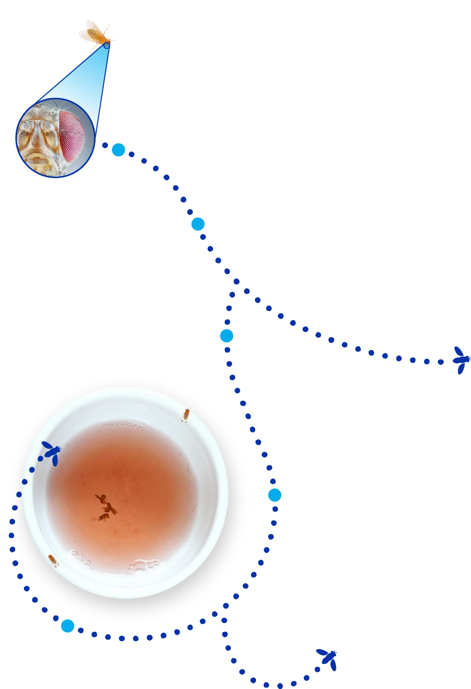 Vinegar cup with flies