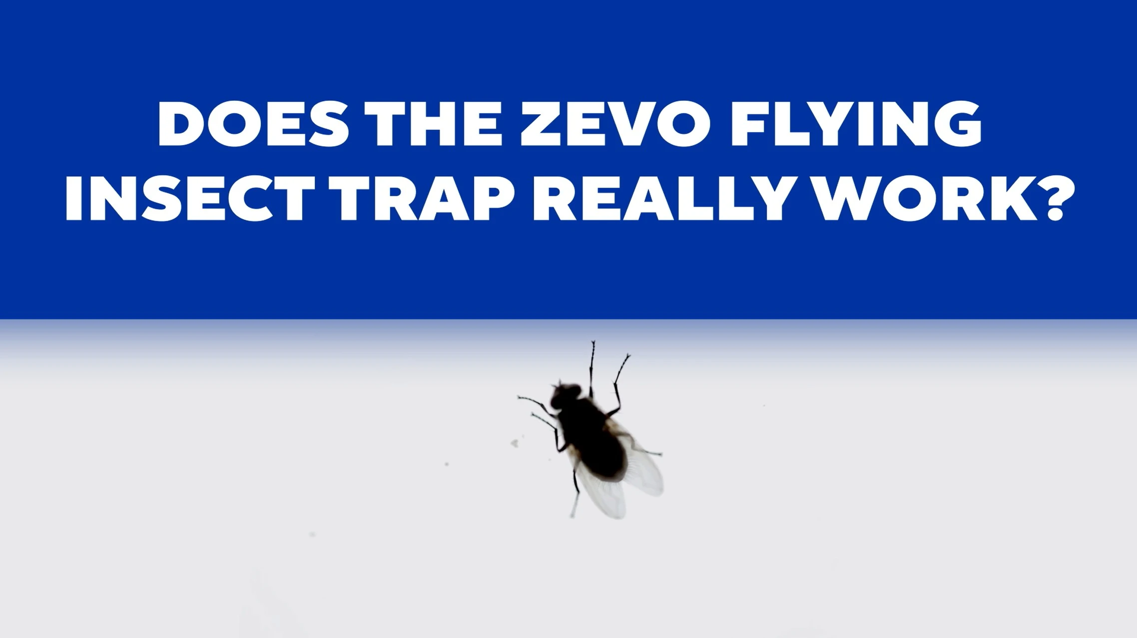 Zevo vs. Generic Trap Refills: The Results Speak for Themselves