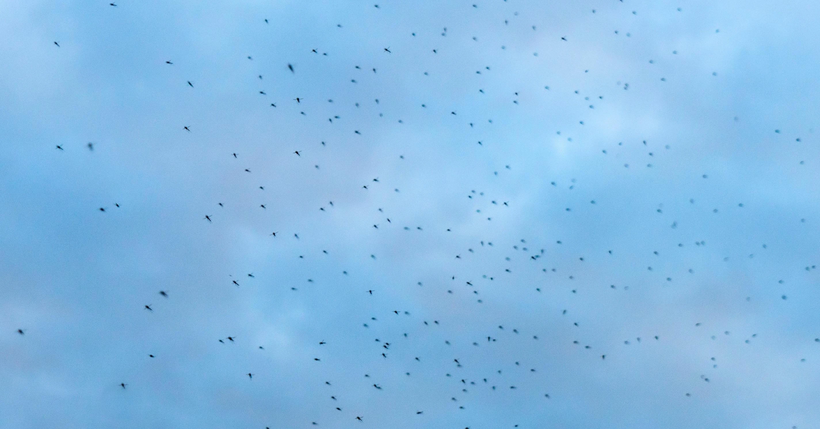 What's Up With the Huge Midge Swarms Around Lake Erie?