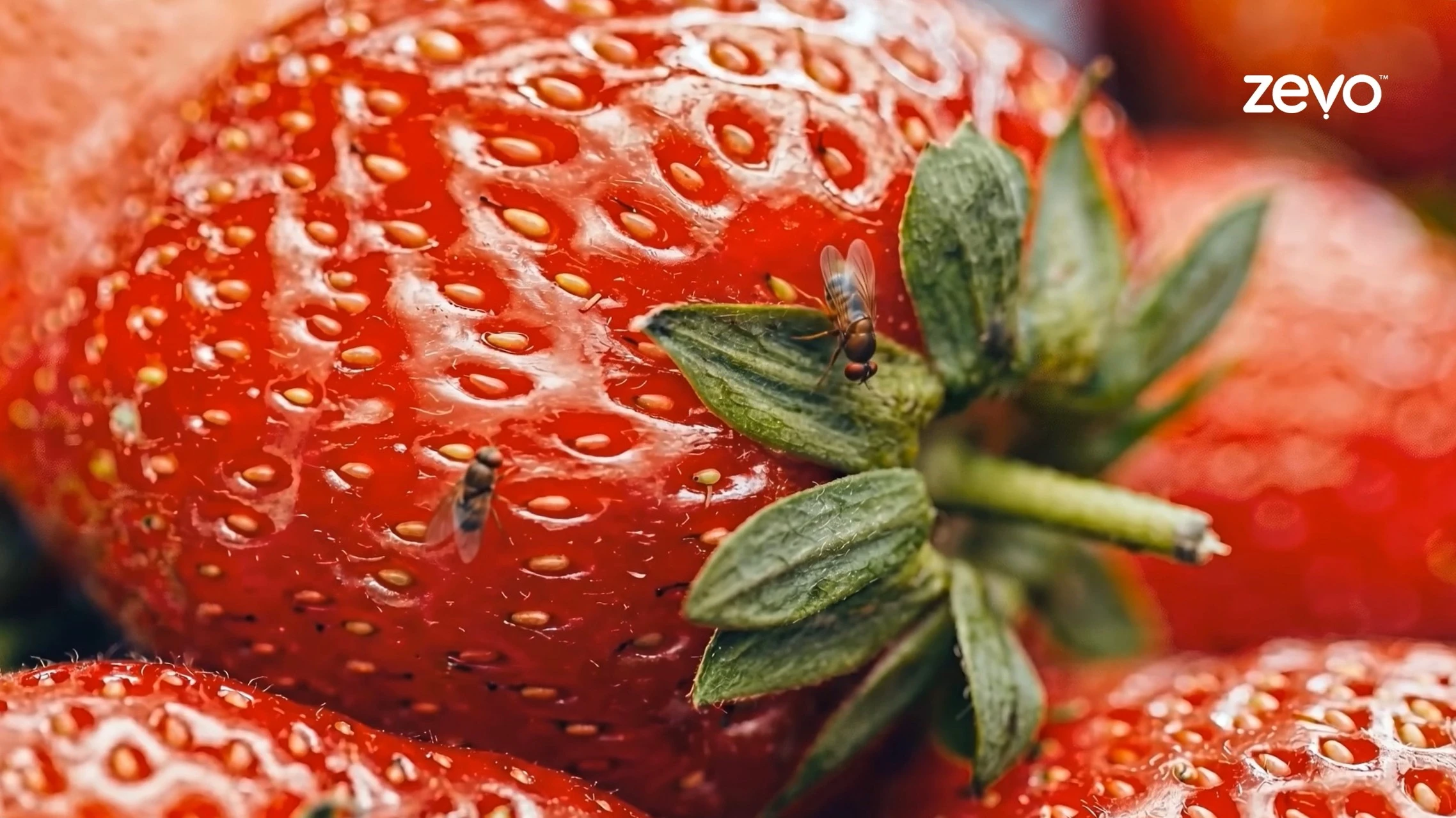 One Fly, Hundreds of Eggs: How Zevo Stops the Cycle Fast