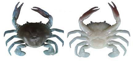 Savage Gear TC-100 TPE 3D Crab Lure Blue Crab Savage Gear TC-100 TPE 3D Crab Lure Blue Crab