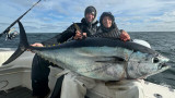 Late Fall Bluefin Tuna