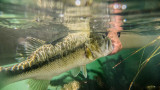 Catch and Release Etiquette