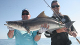 Chasing Cobia