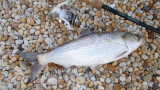 Jersey Tarpon