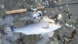 Opening Day Stripers