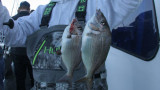 Pounding Porgy