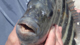 Sheepshead Secrets