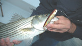 Summertime Stripers