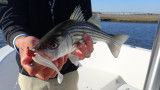 Top Rubber Baits for Spring Stripers