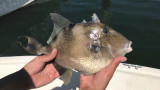 Tricking Triggerfish