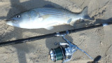 Tricks to Clamming Spring Surf Stripers