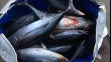 Tuna Report from Columbia River Bar