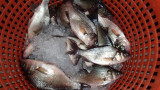 White Perch Primer