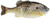 Berkley PowerBait Gilly Swimbaits