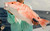 Sharkbanz Fishing Zeppelin