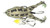 Lunkerhunt Prop Frogs