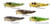 LIVETARGET Lures Frog Popper