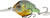 LIVETARGET Lures Pumkinseed Crankbait