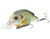 LIVETARGET Lures Pumpkinseed Squarebill