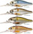 LIVETARGET Lures Threadfin Shad Crankbait S75M Medium Dive 3in
