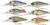 LIVETARGET Lures Threadfin Shad Crankbait S75M Medium Dive 3in