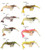 Egret Baits Vudu Shrimp 3.25in