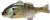 Jackall Gigantarel Swimbaits
