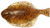 Hogy Flatfish Softbait