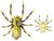 Lunkerhunt Phantom Spider Six Spot