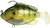 FishLab Bio Gill Rigged Soft Swimbait - 4in