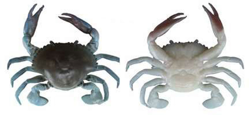 Savage Gear TPE 3D Crab - Blue