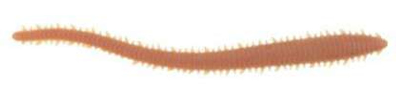 BERKLEY GULP! SCENTED SANDWORM BAIT 24KOM.