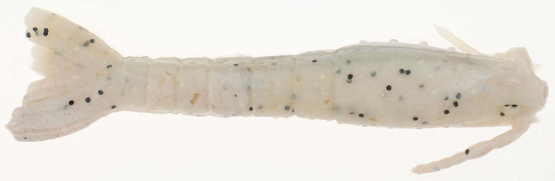 Berkley Gulp! Ghost Shrimp Saltwater Soft Bait